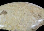 Polished Fossil Coral (Actinocyathus) Head - Morocco #58230-1
